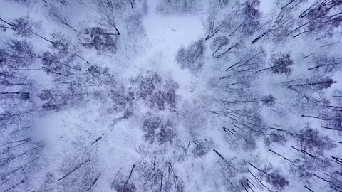 Winter forest Stock Footage 100422776