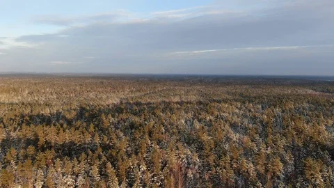 Winter forest Stock Footage 101090818