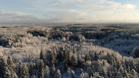 Winter forest Stock Footage 101388572
