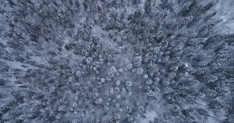 Winter forest 動画素材 101921852