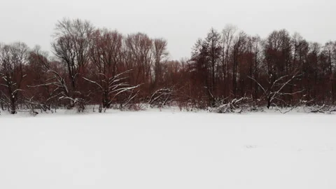 Winter forest Stock Footage 102457361