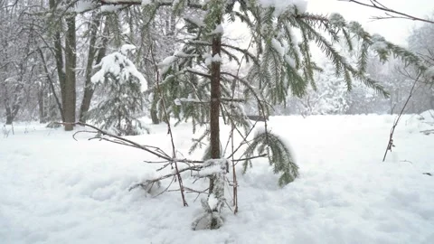 Winter in the forest Stock Footage 102881934