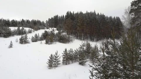 Winter forest Stock Footage 103817112