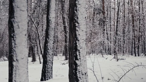 Winter forest 스톡 동영상 104507202