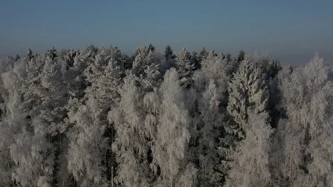 Winter forest Stock Footage 106747415