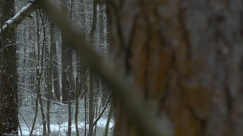Winter forest Stock Footage 122505441