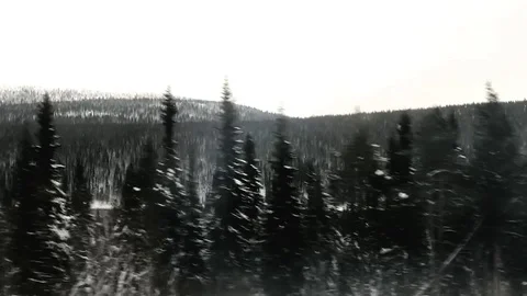 Winter forest Video stock 124547769