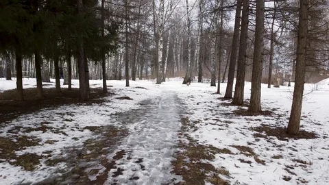 Winter forest Stock Footage 125468561