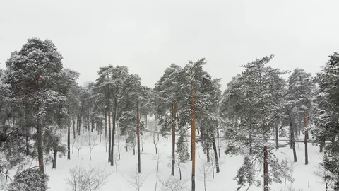 Winter in the forest Stock Footage 127778017