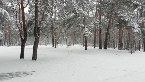 In the winter forest Stock Footage 127778567