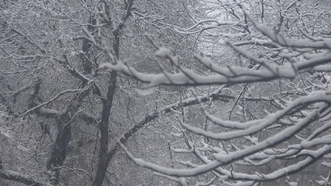 Winter forest Stock Footage 128193689