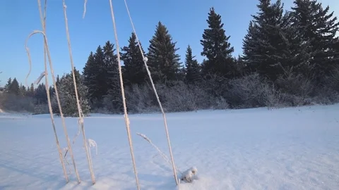Winter forest Stock Footage 130460420
