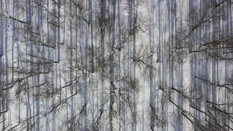 Winter Forest Stock Footage 137017653