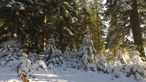Winter forest Stock Footage 143836858