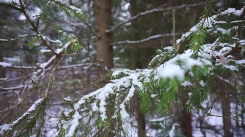 Winter forest Stock Footage 144519752