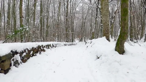 Winter in the forest Stock Footage 146340284