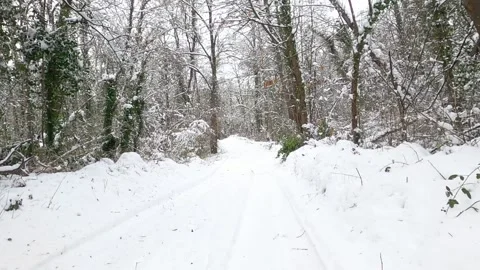 Winter in the forest Stock Footage 146341808