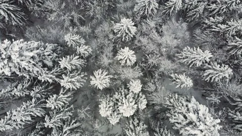 Winter forest Stock Footage