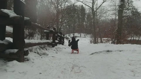 Winter in forest Stock Footage 146458442