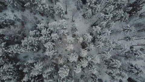 Winter forest Stock Footage 146538050