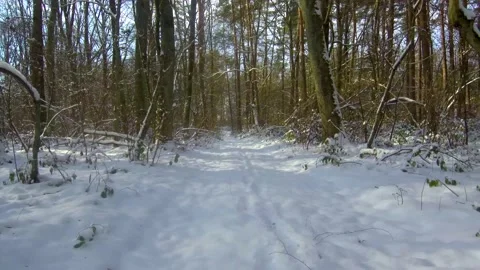 Winter forest Stock Footage 146687428