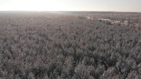 Winter forest Stock-Footage 147747666