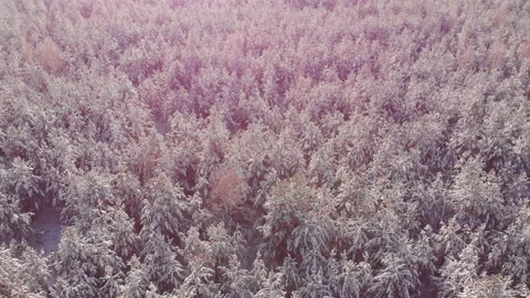 Winter forest Stock-Footage 147747978