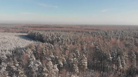 Winter forest Stock-Footage 147748857