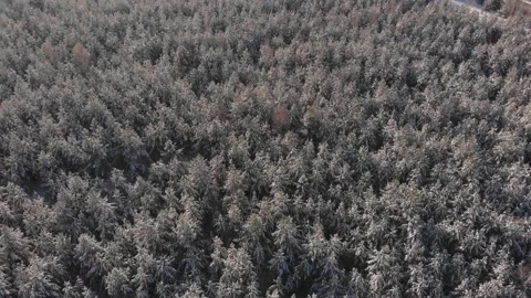 Winter forest Stock-Footage 147877667