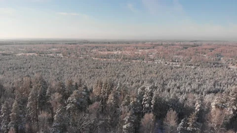 Winter forest Stock Footage 147878169