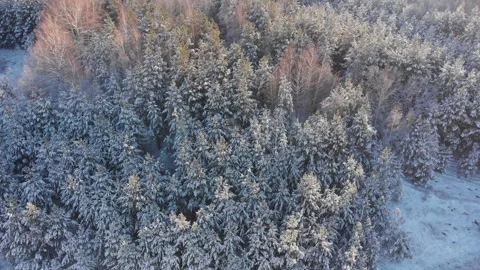 Winter forest Stock-Footage 147881491