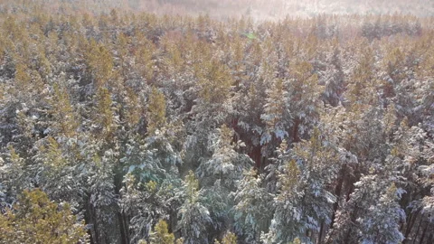 Winter forest Stock-Footage 147882828