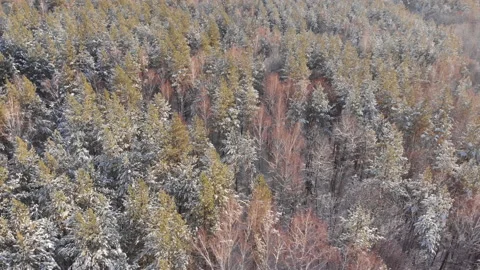 Winter forest Stock-Footage 147884251
