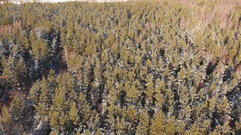 Winter forest Stock-Footage 147885001