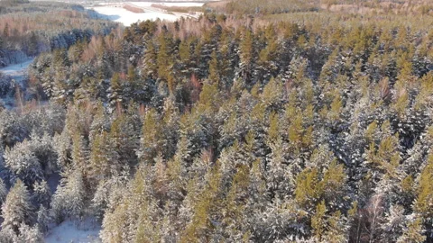 Winter forest Stock-Footage 147932732