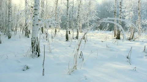 Winter Forest Stock Footage 148422584