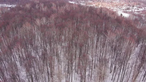 Winter forest Stock-Footage 149014152