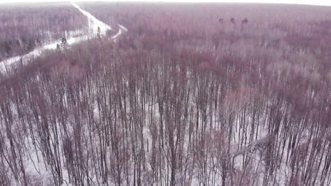 Winter forest Stock Footage 149069038