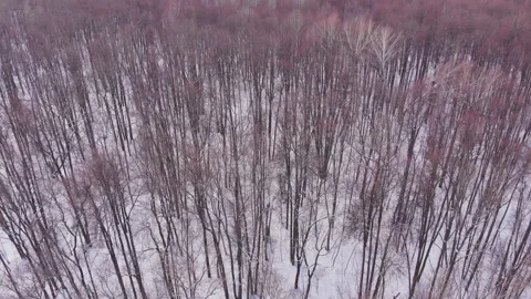 Winter forest Stock-Footage 149073023
