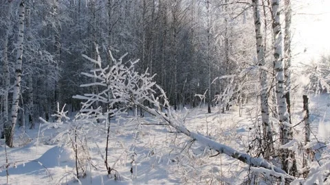Winter Forest Видео 151336244