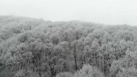 Winter forest Stock Footage 158024288