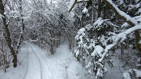 Winter forest 스톡 동영상 161342250