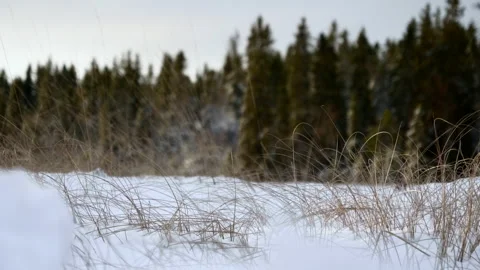 Winter forest 動画素材 166147674