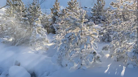 Winter forest Stock Footage 167416058