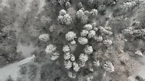 Winter forest 스톡 동영상 168579782