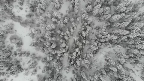 Winter forest 스톡 동영상 168579783