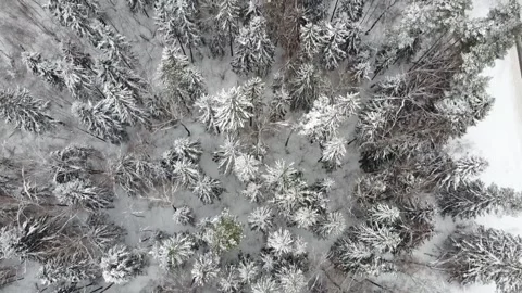 Winter forest Stock Footage 169043605