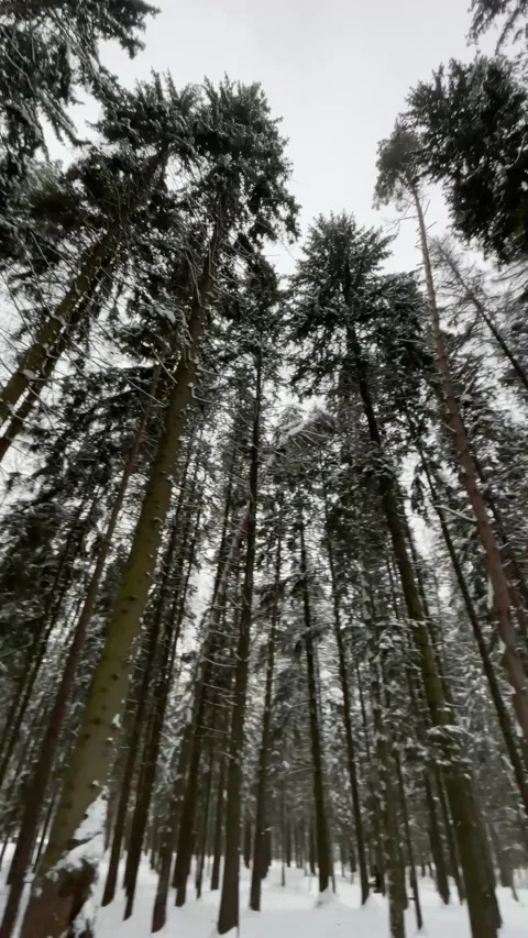 Winter in forest Stock Footage 169350898