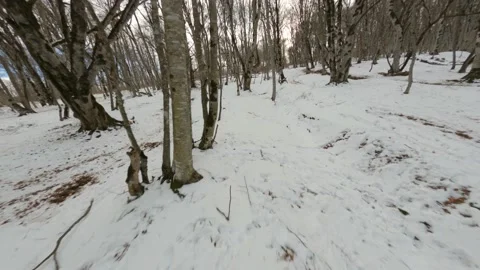 Winter forest 스톡 동영상 169727638