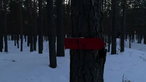 Winter forest Stockbeeldmateriaal 171798680